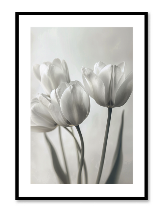Tulipe noir et blanc
